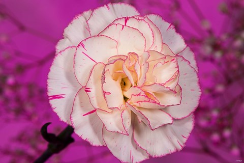 Framed Pink And White Carnation On Magenta I Print