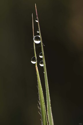 Framed Morning Dew On Blades Of Grass Print