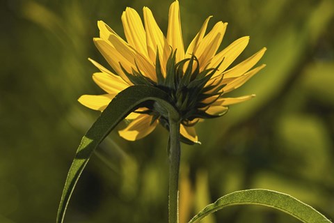 Framed Yellow Wildflower Print