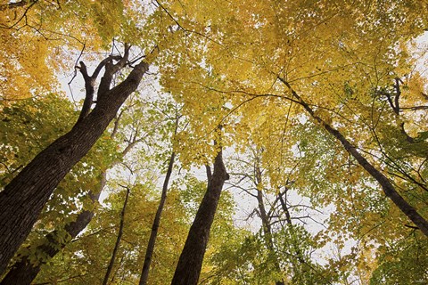 Framed Yellow Fall Trees From Below III Print