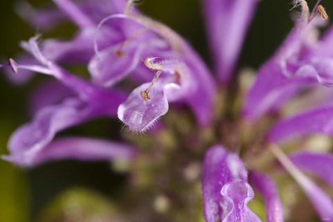 Framed Purple Flower Petals Closeup Print