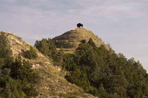 Framed Bison On Mountain Print
