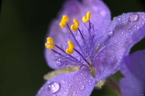 Framed Purple And Yellow Flower After Rain I Print