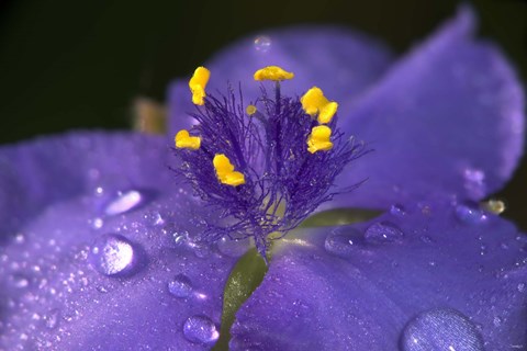 Framed Purple And Yellow Flower After Rain II Print