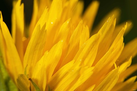 Framed Blue Dragonfly On Green Stem Print