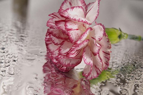 Framed Pink And White Carnation Reflected Print