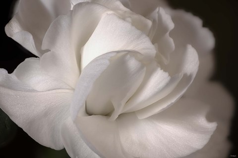Framed White Flower Closeup Print