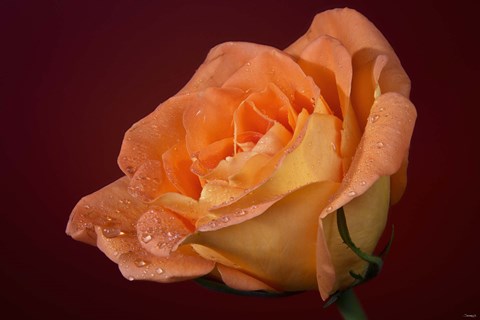 Framed Orang Rose On Red Glow Closeup Print