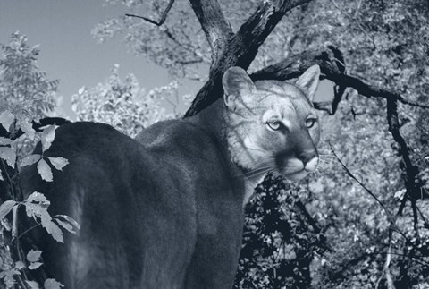 Framed Morning Shadows Print