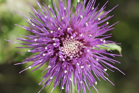 Framed Purple Bloom Closeup Print