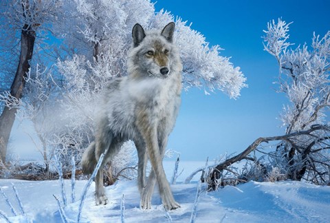 Framed Frosted Print