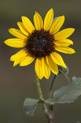 Framed Sunflower On Stem Print