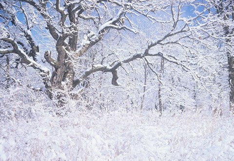 Framed Snow Terrain Tree IV Print