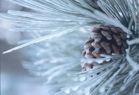 Framed Frosted Pine Cone And Pine Needles IV Print