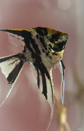 Framed Angel Fish IX Print