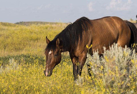 Framed Horse Grazing In Yellow And White Field Print