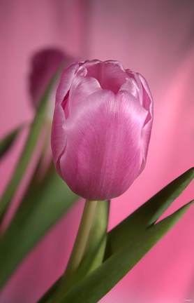 Framed Pink Tulip And Stem On Pink Print
