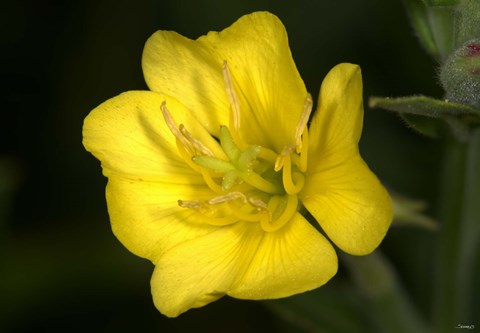 Framed Yellow Flower Closeup Print