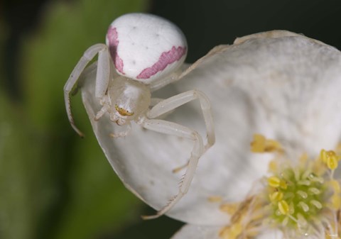 Framed White Insect On White Flower Print