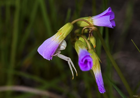Framed Purple Flower Open Buds Print