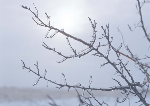 Framed Blue Sky And Frosted Branch I Print