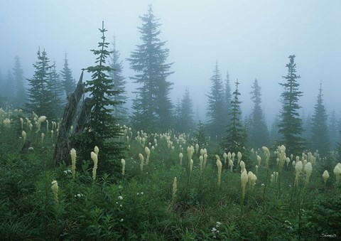 Framed Misty Green Trees And Field I Print