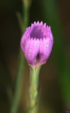 Framed Purple Flower On Stem Print