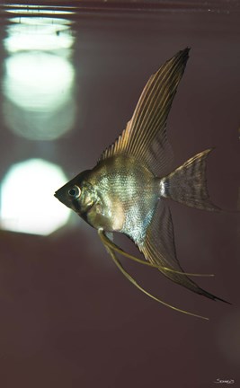 Framed Angel Fish XI Print