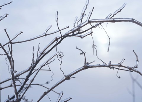 Framed Blue Sky And Frosted Branch II Print
