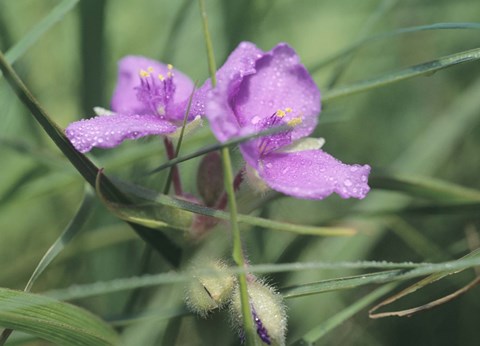 Framed Wild Purple Flowers In Grass Blades Print