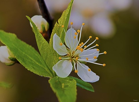 Framed White Flower Bloom And Buds Print