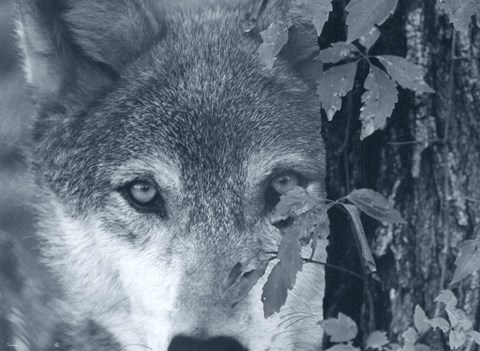 Framed At First Sight Print