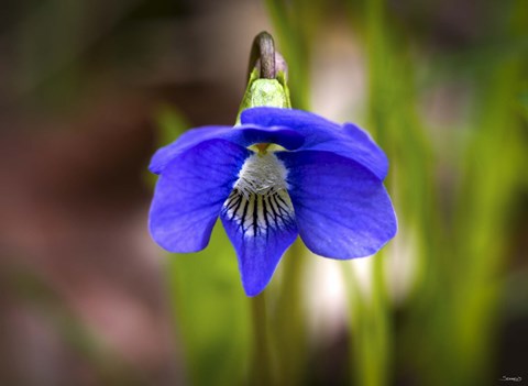 Framed Blue Hanging Flower And Petals Print