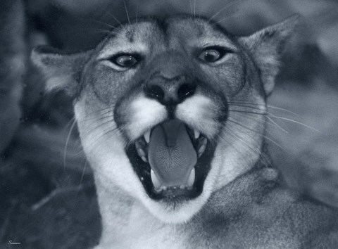 Framed Cougar Print