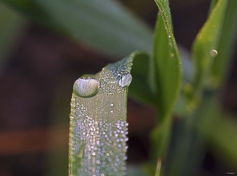 Framed Raindrops On Leaf Blade Closeup Print