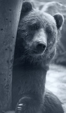 Framed Grizzly Print