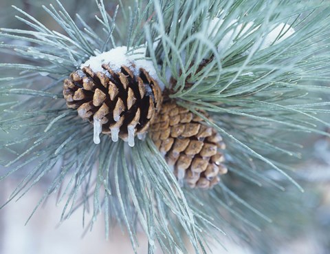 Framed Frosted Pine Cone And Pine Needles II Print