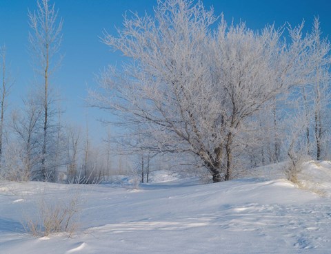 Framed Snow Terrain III Print
