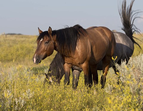Framed Horses Grazing In Yellow And White Field I Print