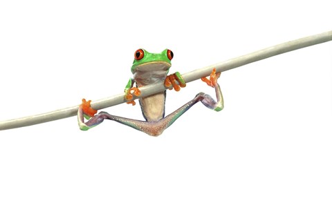 Framed Orange Footed Frog Hanging Print