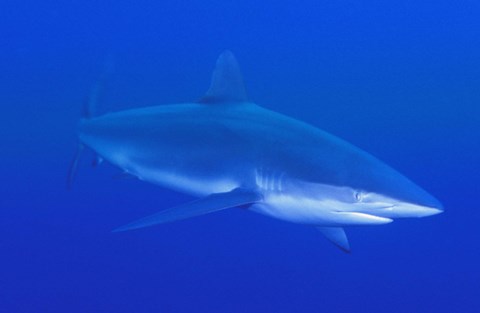 Framed Shark In Deep Blue Water Print
