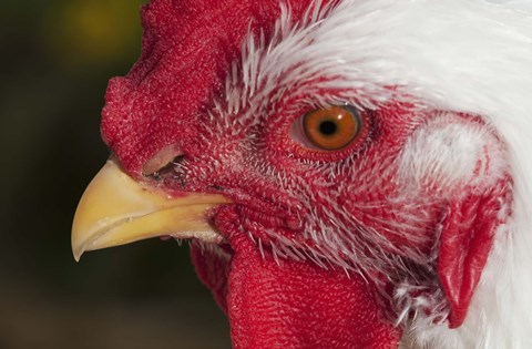Framed Red And White Rooster Closeup Print