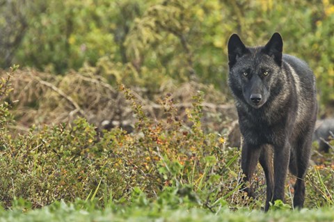 Framed Black Wolf In The Brush Print