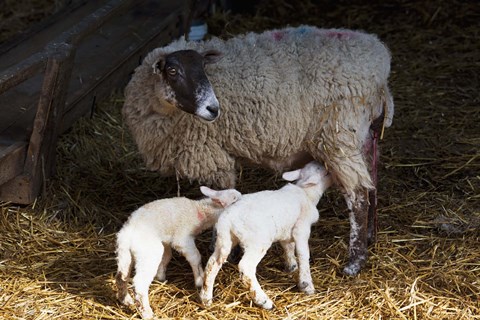 Framed Sheep And Lamb Print