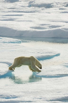 Framed Polar Bear On Ice I Print