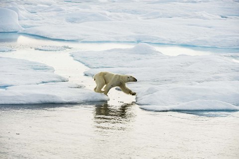 Framed Polar Bear On Ice II Print