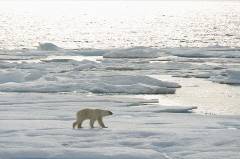 Framed Polar Bear Walking On Ice II Print