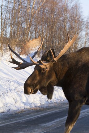 Framed Brown Moose On The Road Print