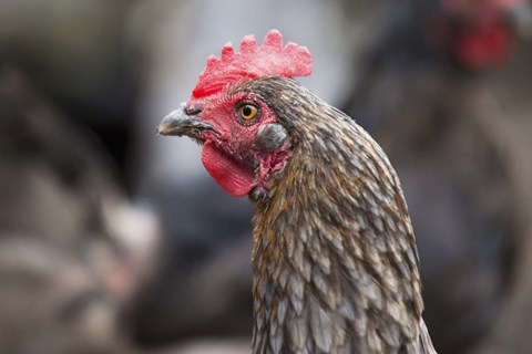 Framed Rooster In Red Closeup Print