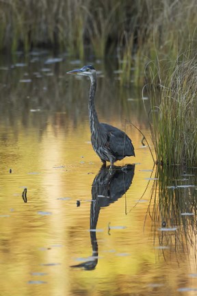 Framed Heron Reflection Print